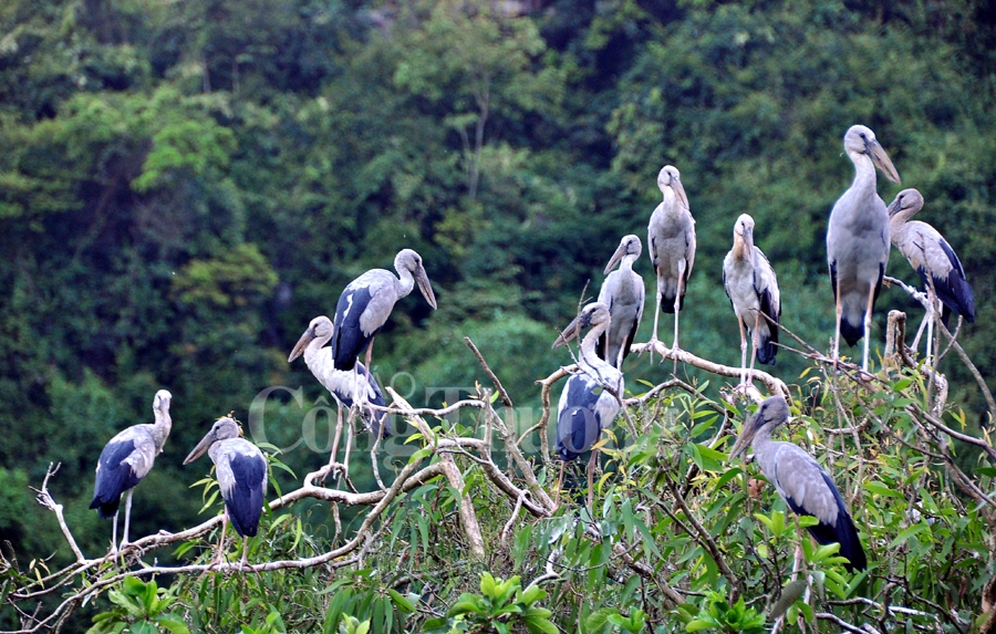 binh yen thung nham dat lanh chim dau
