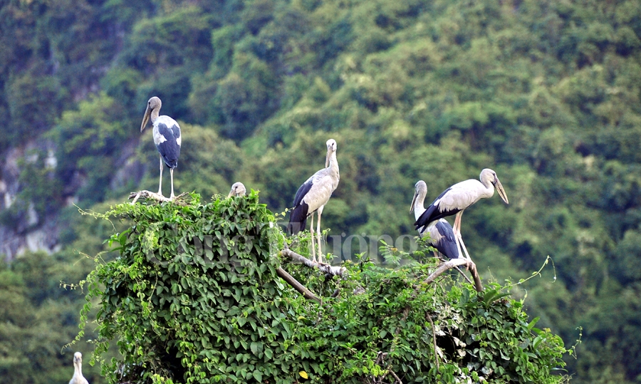 binh yen thung nham dat lanh chim dau