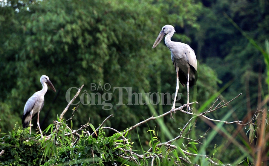 binh yen thung nham dat lanh chim dau