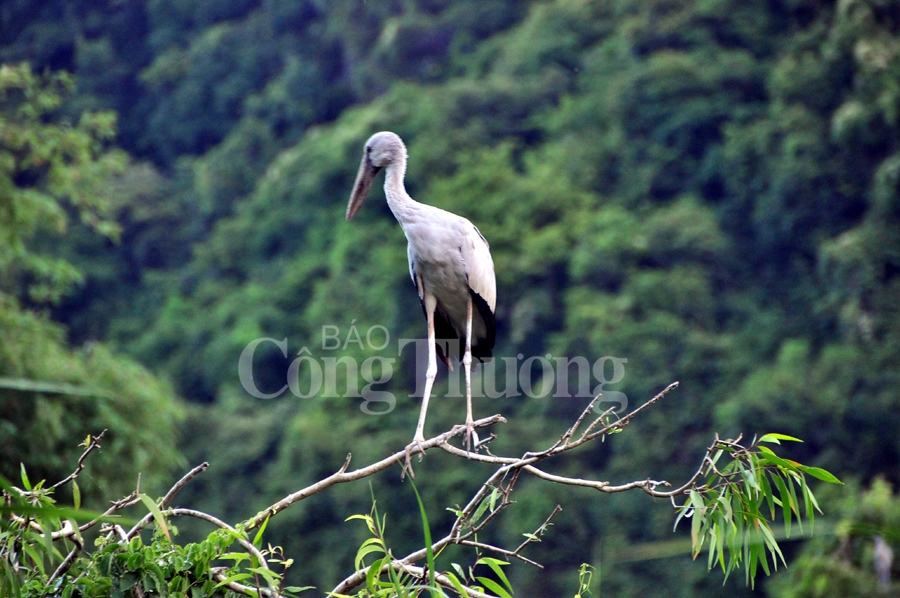 binh yen thung nham dat lanh chim dau