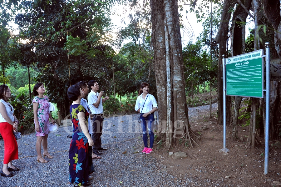 binh yen thung nham dat lanh chim dau