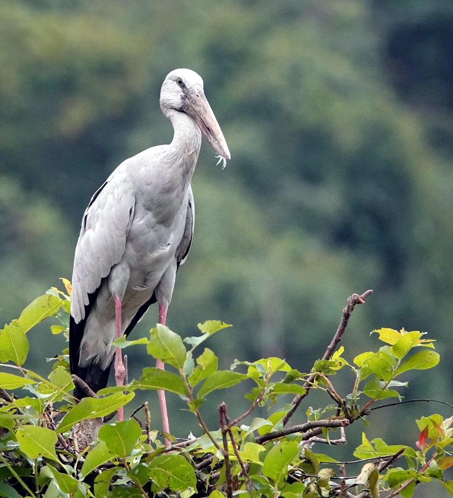 binh yen thung nham dat lanh chim dau