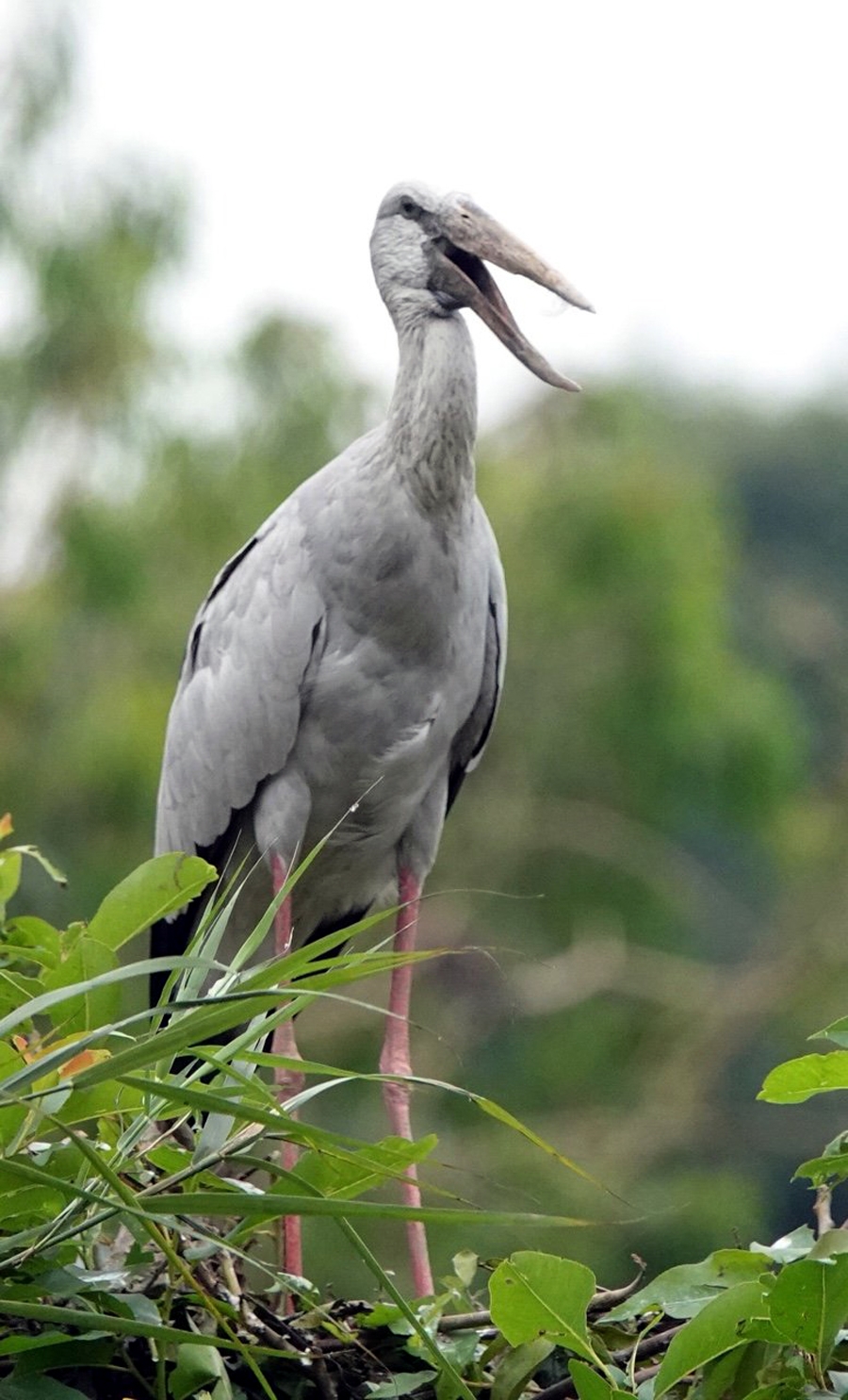 binh yen thung nham dat lanh chim dau