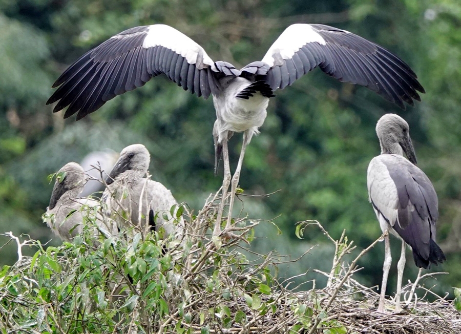 binh yen thung nham dat lanh chim dau