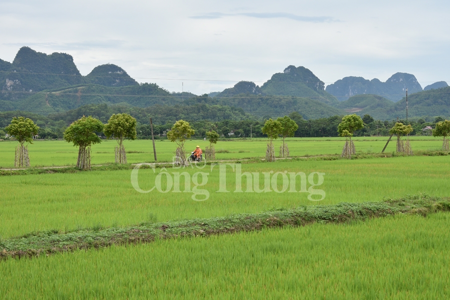 con cuong diem den hap dan noi mien tay xu nghe