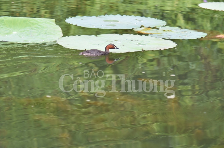 quyen ru khu du lich sinh thai trang an