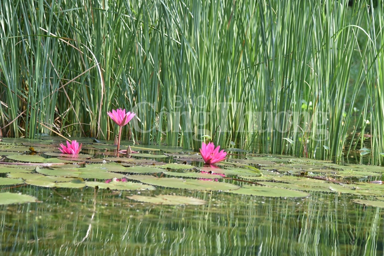 quyen ru khu du lich sinh thai trang an