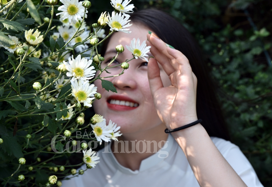 cuc hoa mi vao mua khoe sac