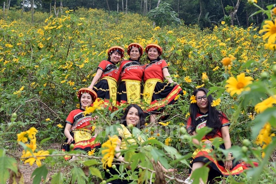 Rực rỡ sắc vàng hoa dã quỳ trên núi Ba Vì ruc ro sac vang hoa da quy tren nui ba vi