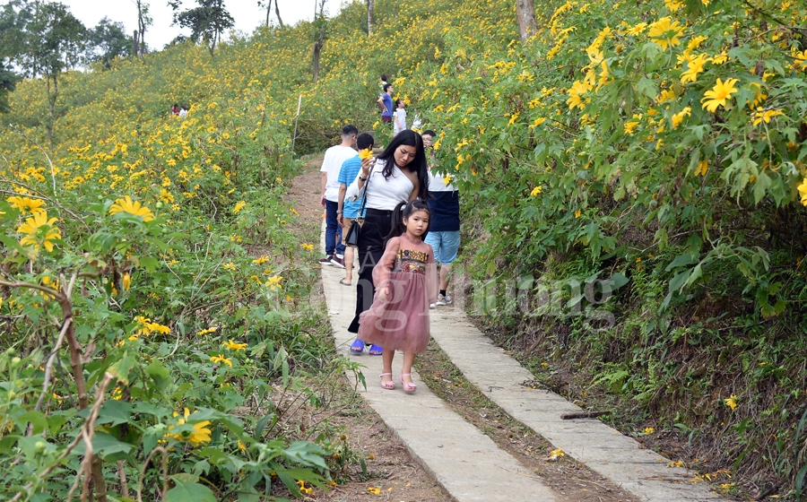 Rực rỡ sắc vàng hoa dã quỳ trên núi Ba Vì ruc ro sac vang hoa da quy tren nui ba vi