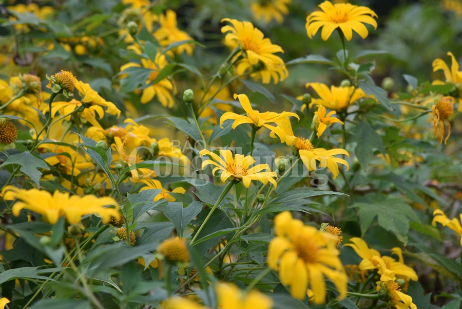 Rực rỡ sắc vàng hoa dã quỳ trên núi Ba Vì ruc ro sac vang hoa da quy tren nui ba vi