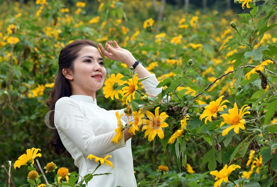 Rực rỡ sắc vàng hoa dã quỳ trên núi Ba Vì ruc ro sac vang hoa da quy tren nui ba vi