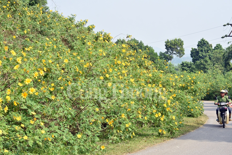 Rực rỡ sắc vàng hoa dã quỳ trên núi Ba Vì ruc ro sac vang hoa da quy tren nui ba vi