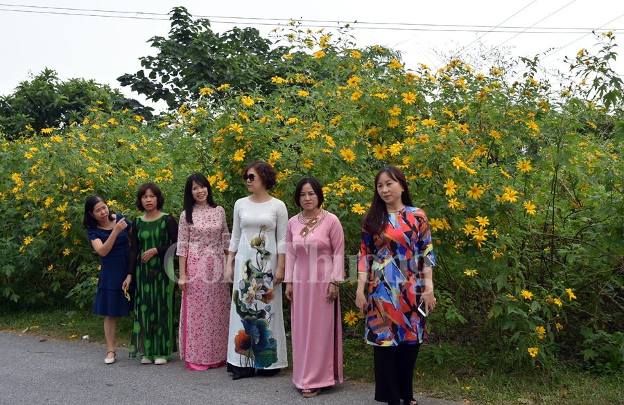 Rực rỡ sắc vàng hoa dã quỳ trên núi Ba Vì ruc ro sac vang hoa da quy tren nui ba vi