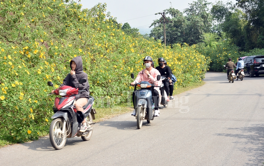 Rực rỡ sắc vàng hoa dã quỳ trên núi Ba Vì ruc ro sac vang hoa da quy tren nui ba vi
