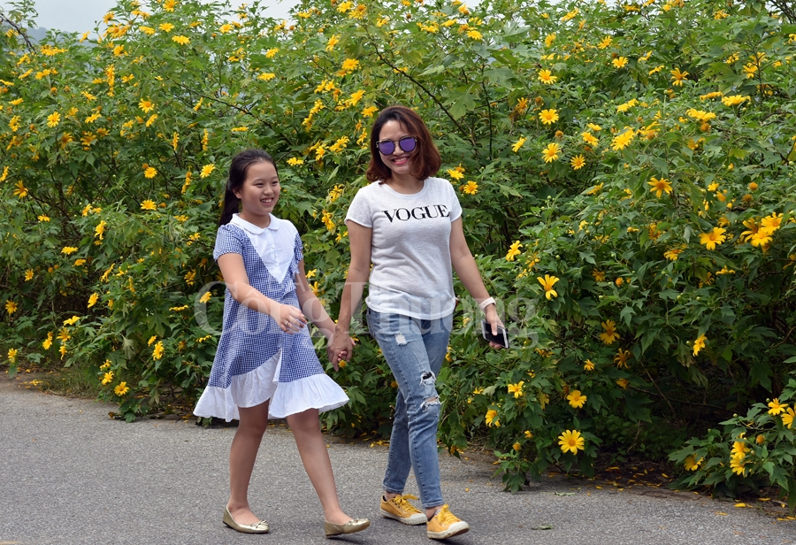 Rực rỡ sắc vàng hoa dã quỳ trên núi Ba Vì ruc ro sac vang hoa da quy tren nui ba vi