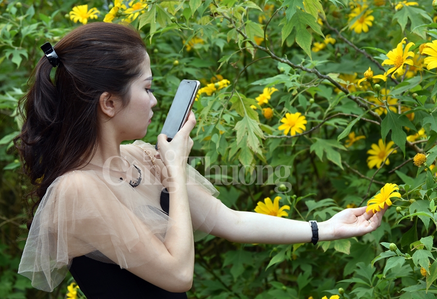 Rực rỡ sắc vàng hoa dã quỳ trên núi Ba Vì ruc ro sac vang hoa da quy tren nui ba vi