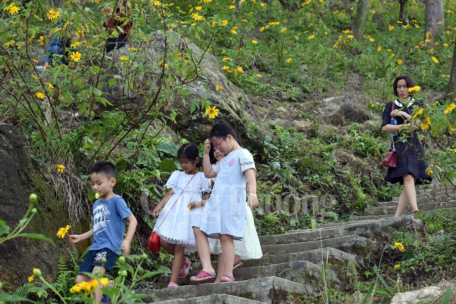Rực rỡ sắc vàng hoa dã quỳ trên núi Ba Vì ruc ro sac vang hoa da quy tren nui ba vi