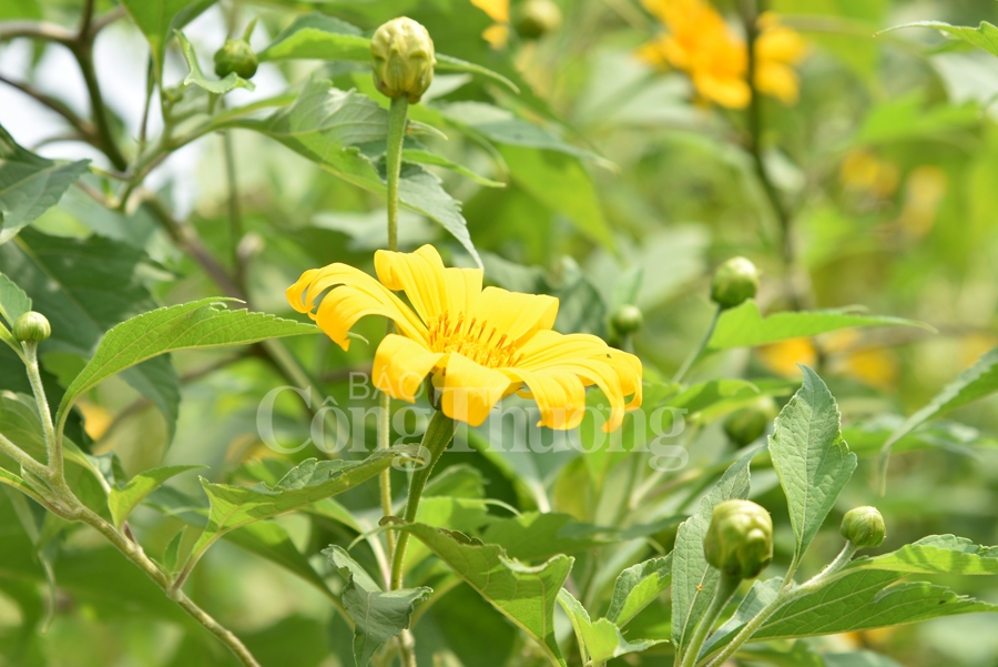 Rực rỡ sắc vàng hoa dã quỳ trên núi Ba Vì ruc ro sac vang hoa da quy tren nui ba vi