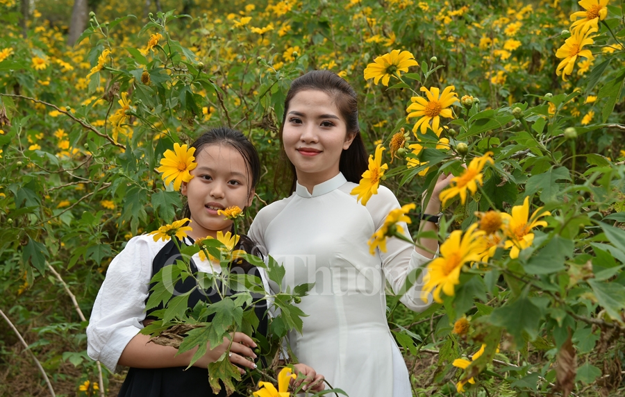 Rực rỡ sắc vàng hoa dã quỳ trên núi Ba Vì ruc ro sac vang hoa da quy tren nui ba vi