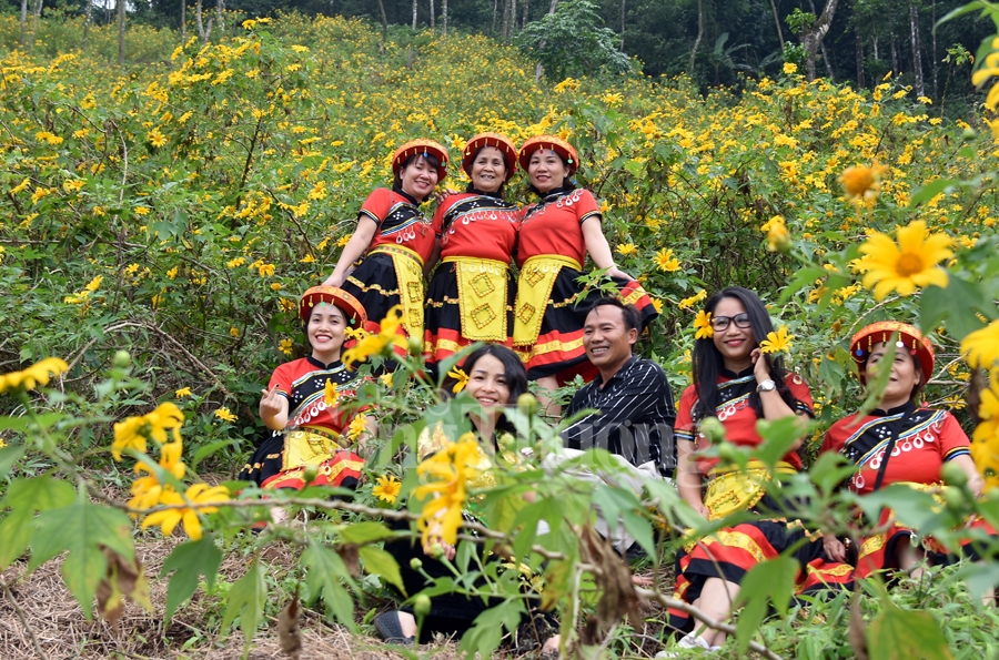 Rực rỡ sắc vàng hoa dã quỳ trên núi Ba Vì ruc ro sac vang hoa da quy tren nui ba vi