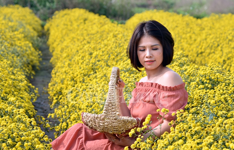 ruc sac vang hoa cuc tien vua bao hieu mua xuan ve