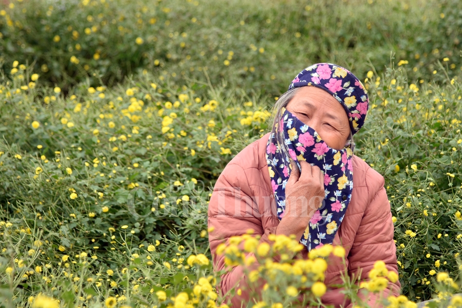 ruc sac vang hoa cuc tien vua bao hieu mua xuan ve