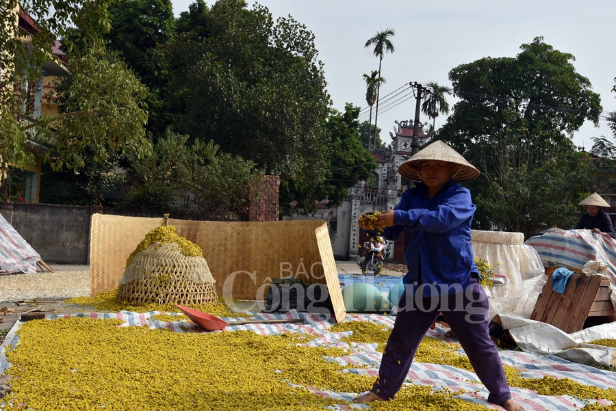 ruc sac vang hoa cuc tien vua bao hieu mua xuan ve