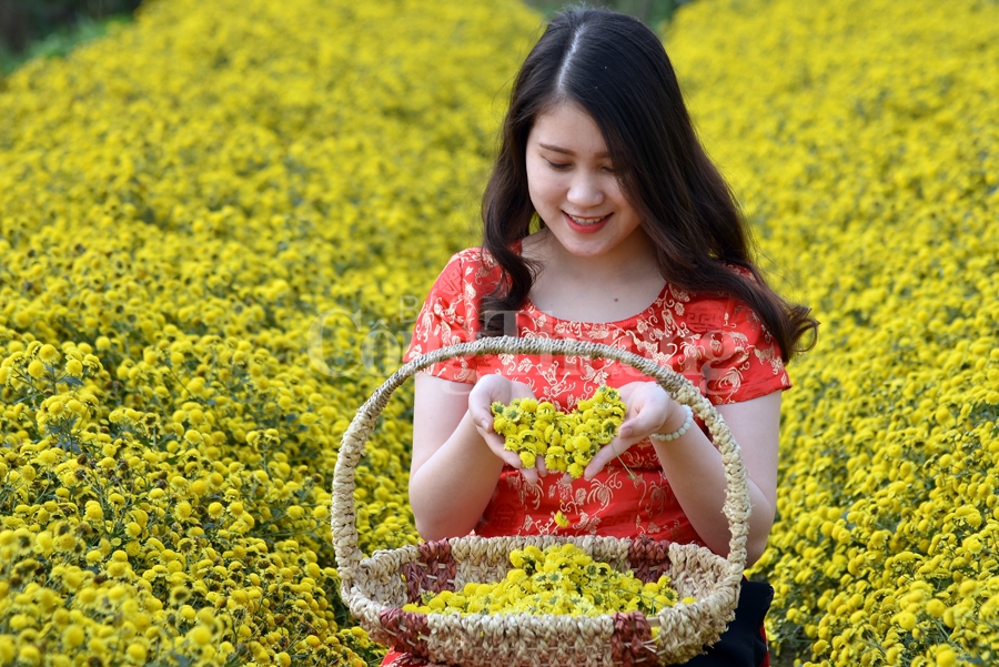 ruc sac vang hoa cuc tien vua bao hieu mua xuan ve