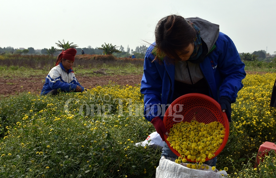 ruc sac vang hoa cuc tien vua bao hieu mua xuan ve