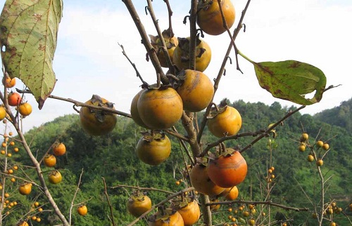 hong-gion-lang-son-duoc-gia-1