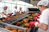 Xuất khẩu rau quả trong quý I/2021 vẫn nhiều khó khăn