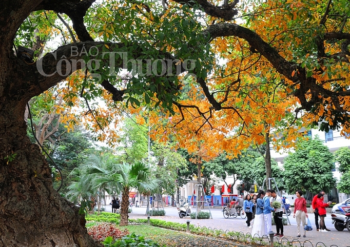 dep nao long ha noi mua cay thay la