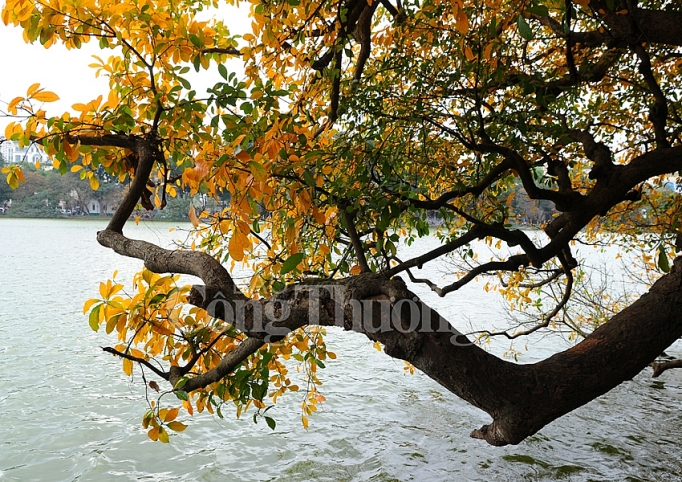 dep nao long ha noi mua cay thay la