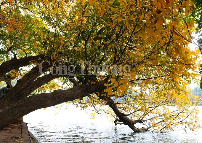 dep nao long ha noi mua cay thay la