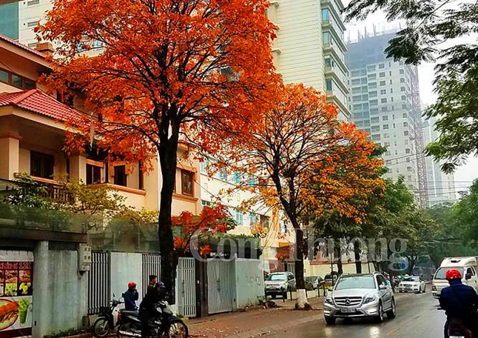 dep nao long ha noi mua cay thay la