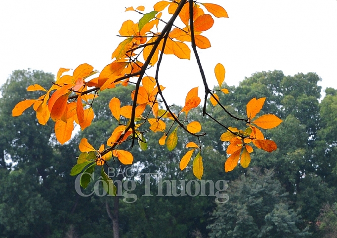 dep nao long ha noi mua cay thay la