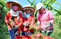 Thúc đẩy sản xuất gắn với xuất khẩu nông sản