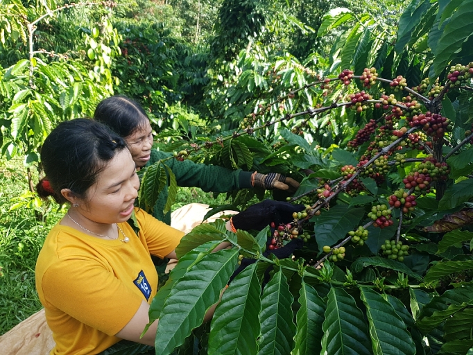 Quảng bá nông sản Đắk Nông nhờ xúc tiến thương mại quang ba nong san dak nong nho xuc tien thuong mai