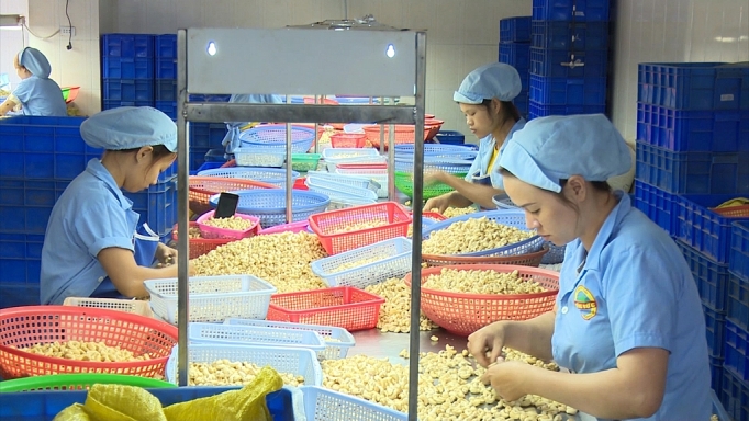 tang suc bat cho hat dieu xuat khau