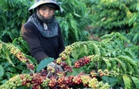 Ngành Công Thương Đắk Nông: Phát huy các lĩnh vực có thế mạnh