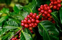 Phát triển công nghiệp chế biến: Nâng giá trị nông sản Đắk Nông