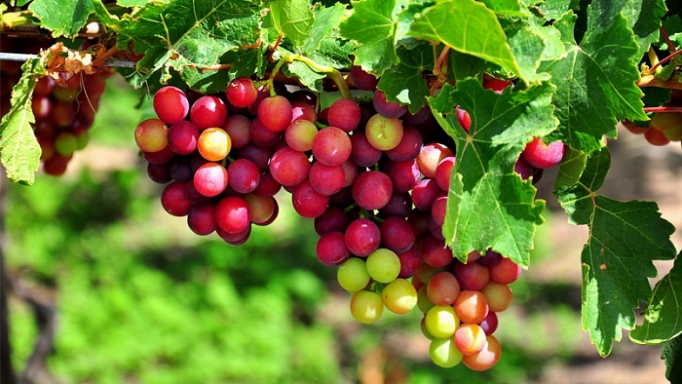 du lich ninh thuan suc hut vung dat nang gio