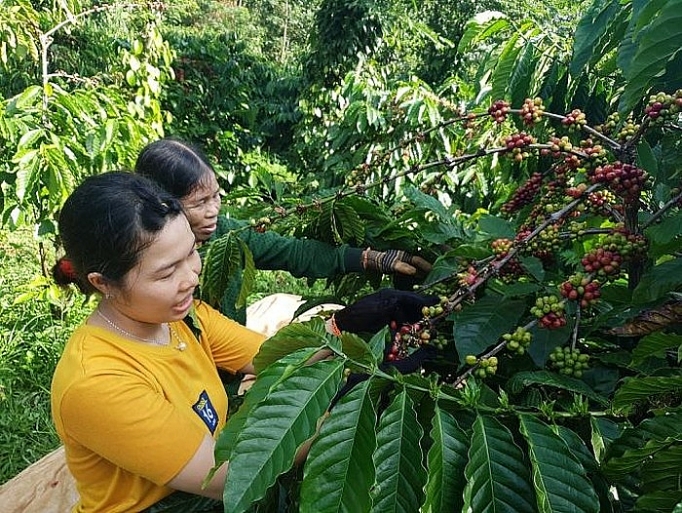 dak nong tao dieu kien de doanh nghiep tan dung hieu qua cac fta