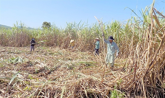 Diện tích mía đã thu hẹp dần, và đang còn thu hẹp nữa