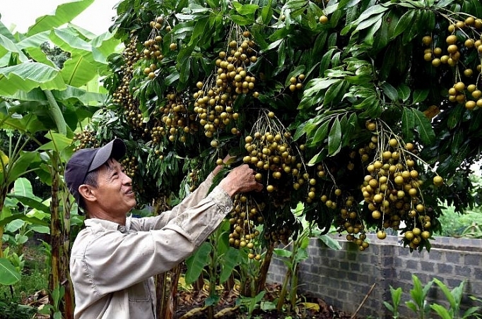 Sơn La: Xuất khẩu 30% sản lượng nhãn son la xuat khau 30 san luong nhan