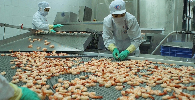 Xuất khẩu tôm nửa cuối năm 2019: Kỳ vọng khởi sắc xuat khau tom nua cuoi nam 2019 ky vong khoi sac