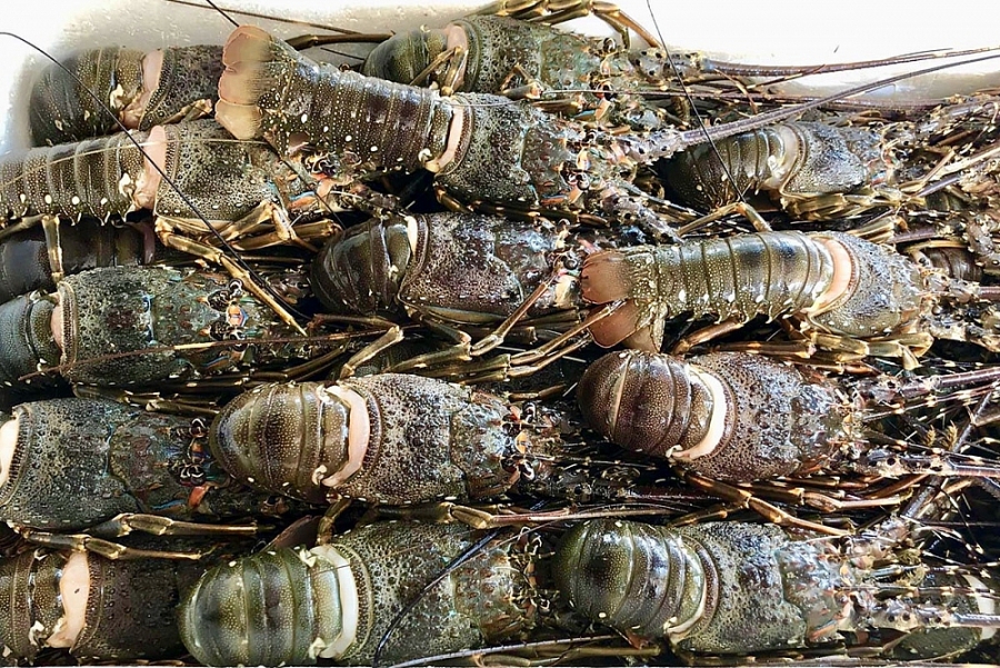 4013 tom hum 1586140809