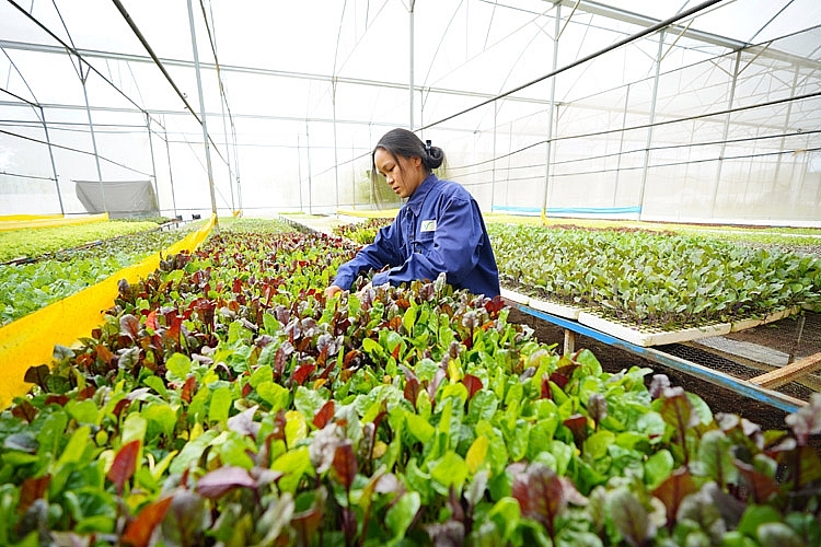 Nông sản được sản xuất đảm bảo tiêu chuẩn an toàn 1643nnl4474