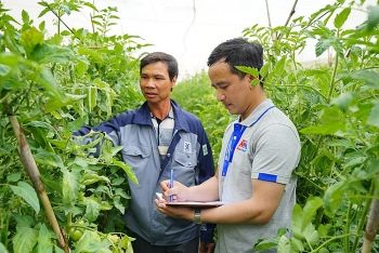 Chuỗi nông sản an toàn: Giải “bài toán” cung cầu nông sản